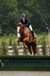 Something Phenomenal Hanoverian Hunter photo 1