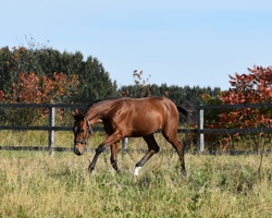 Oro Fiera QTM Westphalian Jumper photo 9