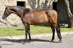 One Wish Warmblood Hunter photo 1
