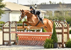 CMS Foxed Westphalian Hunter photo 3