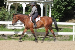 Oakley Warmblood Hunter photo 4