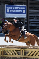 Right Now German Warmblood Hunter photo 2