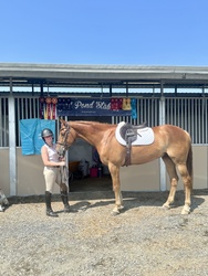 Mr. Brightside Irish Sport Horse Hunter photo 3