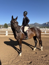 King Warmblood Equitation photo 5