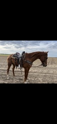 Kubo Cat TB Equitation photo 2