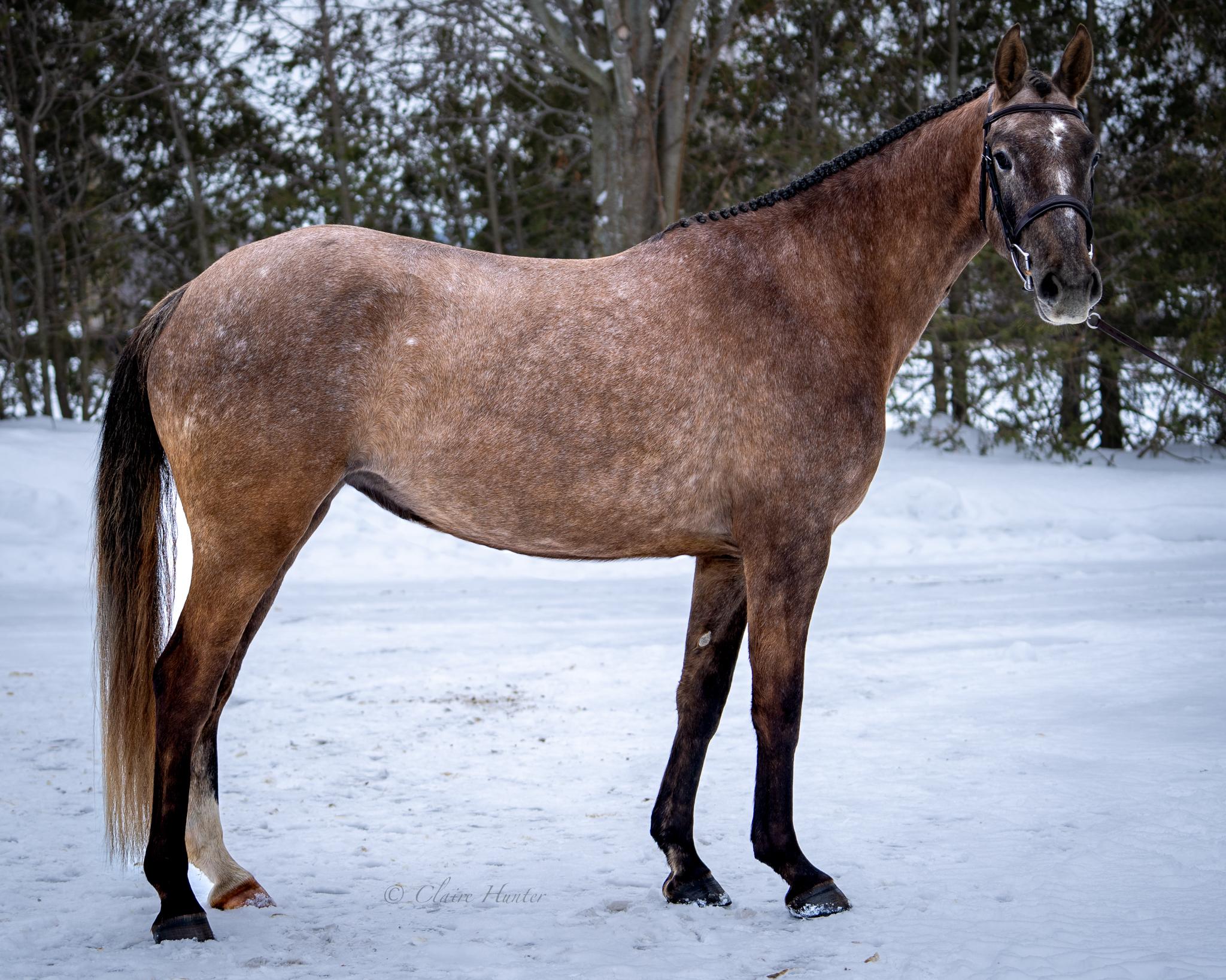 Viola I Canadian Sport Horse Hunter