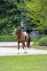 Goldrush Zangersheide Hunter photo 2