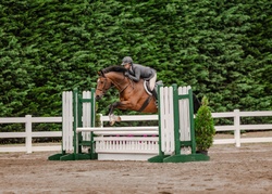 Happy Days Dutch Warmblood Hunter photo 1