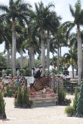 Spot On Welsh Cross Hunter photo 2
