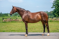 Lillet Oldenburg Jumper photo 4