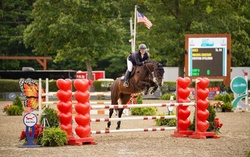 Magnus Zanzibar Warmblood Jumper photo 1