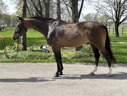 Bob Dutch Warmblood Jumper photo 6