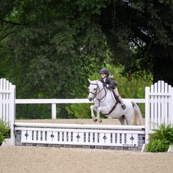Romance German Riding Pony Hunter photo 4