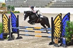Cloud Nine Irish Sport Horse Jumper photo 2