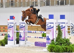 Neverland Dutch Warmblood Equitation photo 2