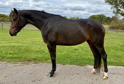 Uptown Girl Hanoverian Hunter photo 3