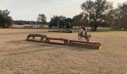 CMS Levantos Dutch Warmblood Hunter photo 6