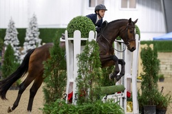 Uptown Girl Hanoverian Hunter photo 1