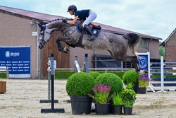 Cayenne Blue vd 3 Leien Z Zangersheide Jumper photo 1