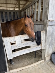 Braecrest Diamo West Warmblood Hunter photo 4