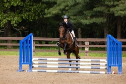 Wicked Americano Hanoverian Jumper photo 2