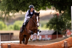 MBF Dropkick Murphy Irish Sport Horse Jumper photo 5