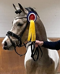Barbie Dreamhorse Alert! German Riding Pony Hunter photo 3