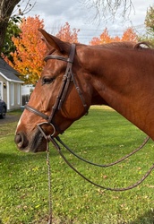 Skywalker Dutch Warmblood Hunter photo 2