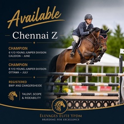 Chennai Z Warmblood Jumper photo 1