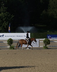 Nemo Welsh Cross Hunter photo 4