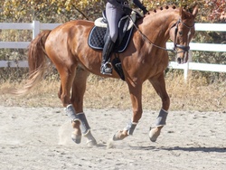 Desmond Warmblood Jumper photo 4