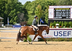 Straight Shooter Welsh Pony Hunter photo 1