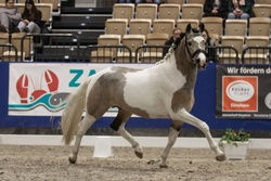 Barbie Dreamhorse Alert! German Riding Pony Hunter photo 5