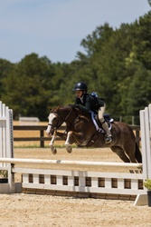 Cane Creek's Oopsie Daisy Welsh Cross Hunter photo 3