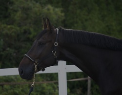 First Class Chopin Holsteiner Jumper photo 2