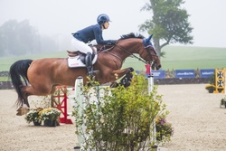 VDL Ironic Dutch Warmblood Jumper photo 3