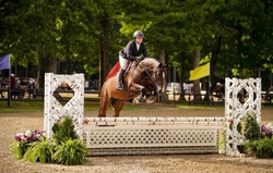 Magnus Zanzibar Warmblood Jumper photo 2