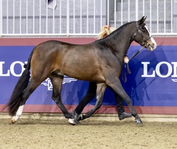 Arnaby Oberon Welsh Cob Hunter photo 6