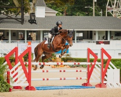 Nadal Warmblood Jumper photo 3