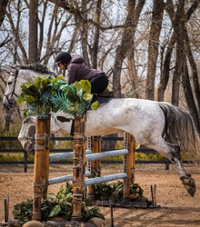 Montreal H Dutch Warmblood Jumper photo 2