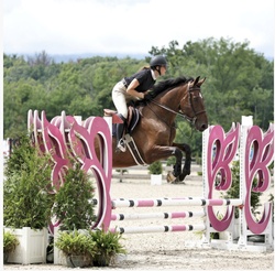 Udalco Belgian Warmblood Equitation photo 2