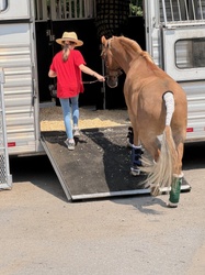 D.F. I've Got Rhythm Welsh Pony Hunter photo 8