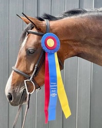 Adore Me Dutch Warmblood Hunter photo 6