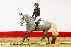 Rapido Dutch Warmblood Jumper photo 5