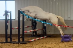 Sun Day Canadian Warmblood Hunter photo 5
