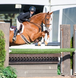 Archetype Oldenburg Hunter photo 6
