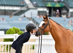 Ringleader German Riding Pony Hunter photo 3