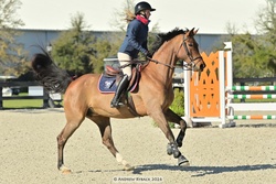 Bellirina Oldenburg Jumper photo 4