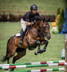 Chennai Z Warmblood Jumper photo 6