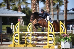 Glad Tidings “Belfast” Zangersheide Jumper photo 5